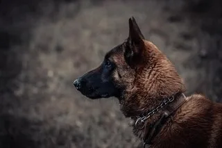 MALINOIS POIGNARDÉ À METZ : UN HOMME DE 47 ANS POURSUIVI POUR ACTES DE CRUAUTÉ