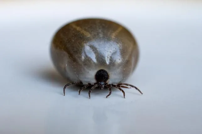 LA GRANDE PEUR DES TIQUES AUX ÉTATS-UNIS DOIT-ELLE FAIRE RENONCER AUX SORTIES DANS LA NATURE ?