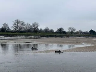 ÉCHOUÉ SUR LE SABLE, UN DAUPHIN A PU REGAGNER LE LARGE GRÂCE À L’ACTION DES POMPIERS SUR CETTE PLAGE DES CÔTES-D’ARMOR