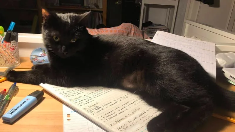 PARTIE EN VACANCES DANS LES ALPES, UNE FAMILLE RESTE PLUS DE DIX JOURS SUR UNE AIRE DE L’A43 ET OFFRE 500 EUROS POUR RETROUVER LEUR CHATTE CHANEL