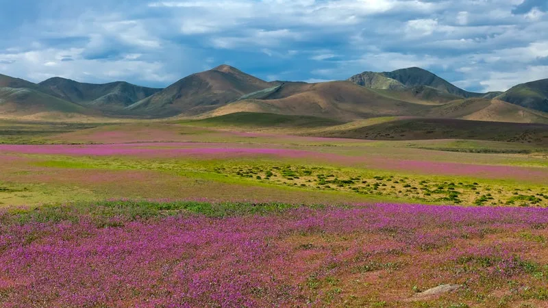 LES IMAGES DU DÉSERT CHILIEN D’ATACAMA TRANSFORMÉ EN TAPIS DE FLEURS APRÈS LES PLUIES EXCEPTIONNELLES PROVOQUÉES PAR EL NIÑO