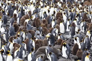 PEUT-ON PROTÉGER LES ANIMAUX SAUVAGES DE LA GRIPPE AVIAIRE? DES CHERCHEURS FRANÇAIS ONT TESTÉ UN VACCIN SUR DES MANCHOTS