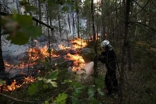 LES AUTORITÉS DÉCLARENT QUE LE FEU EST OFFICIELLEMENT ÉTEINT EN FORÊT DE FONTAINEBLEAU