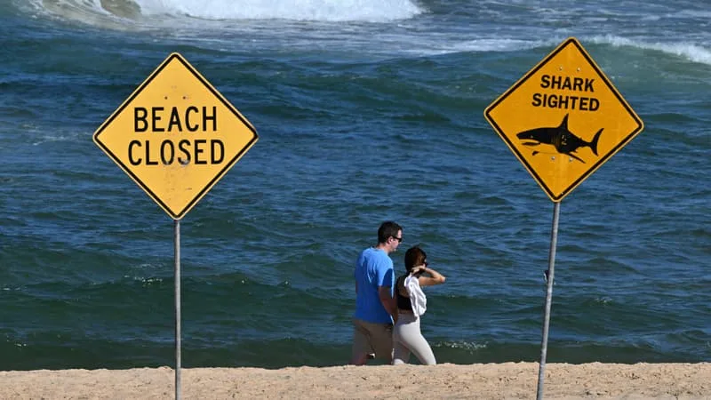 GRIÈVEMENT BLESSÉE AUX BRAS ET AUX JAMBES: UNE NAGEUSE DANS UN ÉTAT CRITIQUE APRÈS AVOIR ÉTÉ MORDUE PAR UN REQUIN SUR L’UNE DES PLAGES LES PLUS FRÉQUENTÉES D’AUSTRALIE