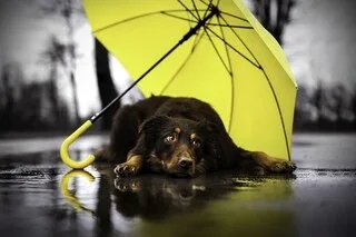 « MALADE COMME UN CHIEN », « UNE VIE DE CHIEN »… MAIS POURQUOI LES EXPRESSIONS AVEC LE MOT CHIEN SONT-ELLES NÉGATIVES ?