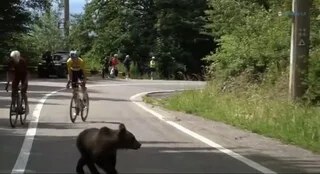 VIDÉO CYCLISME. SURRÉALISTE, UNE ÉCHAPPÉE DE COUREURS SURPRISE PAR UN OURS TRAVERSANT LA ROUTE