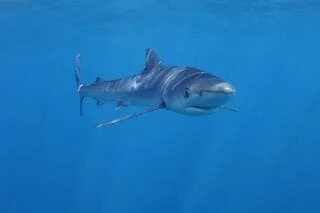 AUSTRALIE : UN PLONGEUR TUÉ PAR UN REQUIN DE 4,5 MÈTRES