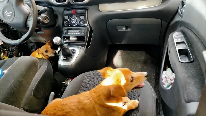LAISSER UN ANIMAL SEUL DANS UNE VOITURE EN CAS DE FORTE CHALEUR EST DÉSORMAIS INTERDIT À NICE