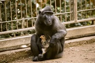 LES ÊTRES HUMAINS NE SERAIENT PAS LES SEULS À VOULOIR ADOPTER DES ANIMAUX DE COMPAGNIE, SELON UNE ÉTUDE