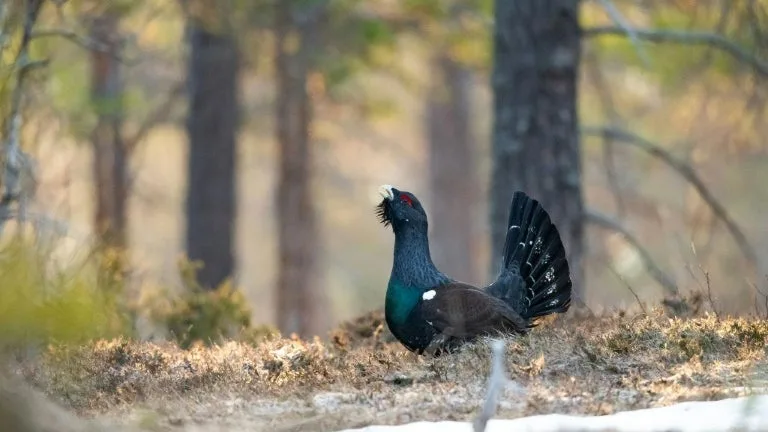 LA CHASSE AU GRAND TÉTRAS INTERDITE EN FRANCE EN RAISON DU DÉCLIN « SPECTACULAIRE » DE L’ESPÈCE