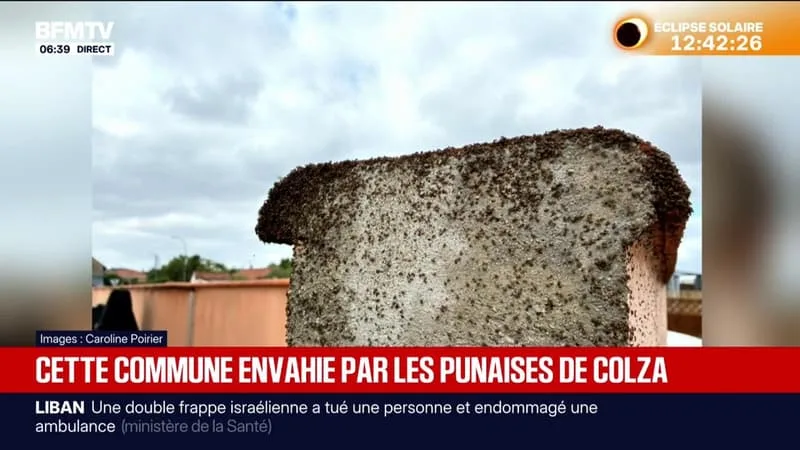 UNE COMMUNE DES HAUTES-PYRÉNÉES ENVAHIE PAR LES PUNAISES DE COLZA