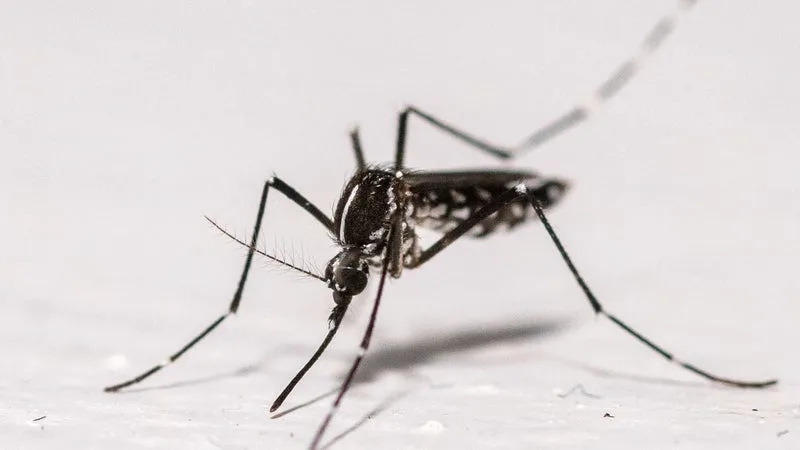 VAL-D’OISE: PLUS DE 60 PIÈGES À MOUSTIQUES TIGRES INSTALLÉS À ARGENTEUIL