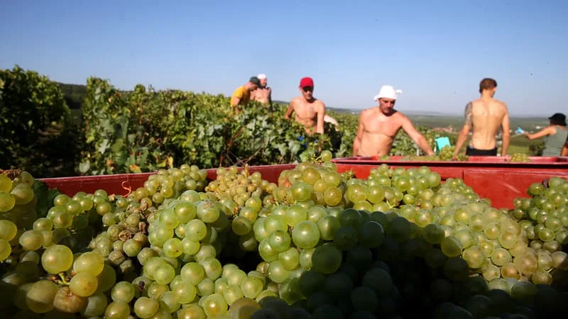 DE FIN SEPTEMBRE EN 1988 À MI-AOÛT EN 2026: COMMENT LE DÉRÈGLEMENT CLIMATIQUE A DÉCALÉ LES DATES DES VENDANGES (QUI BATTENT DES RECORDS DE PRÉCOCITÉ CETTE ANNÉE)