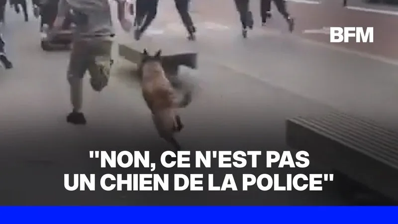LA POLICE NATIONALE DÉMENT AVOIR « LÂCHÉ UN CHIEN » SUR DES MANIFESTANTS À LILLE