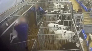 MALTRAITANCE ANIMALE : UNE VIDÉO CHOC DE L214 TOURNÉE CLANDESTINEMENT EN MAINE-ET-LOIRE AU CŒUR D’UN DÉBAT JURIDIQUE