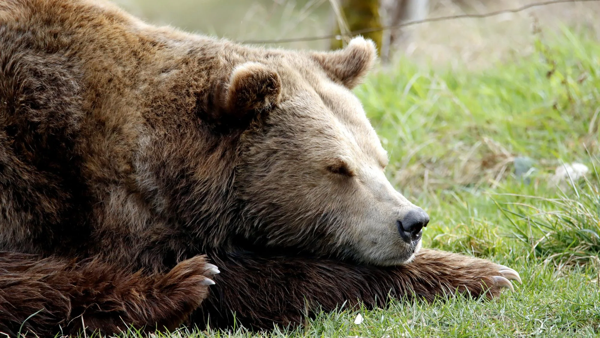 EN NORVÈGE, 4 500 EUROS D’AMENDE POUR AVOIR DÉRANGÉ UN OURS POLAIRE ENDORMI