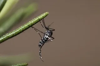 « CERTAINS VENDENT LEUR MAISON À CAUSE DU MOUSTIQUE TIGRE » : FAUT-IL CRAINDRE SA PROPAGATION DANS L’OUEST ?