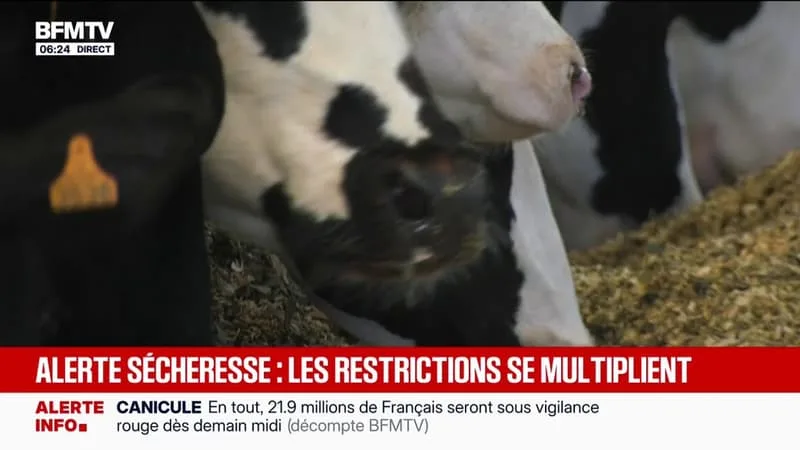 « C’EST UNE CATASTROPHE »: LES AGRICULTEURS DÉPLORENT LES EFFETS DE LA CANICULE ET DE LA SÉCHERESSE SUR LEURS ÉLEVAGES