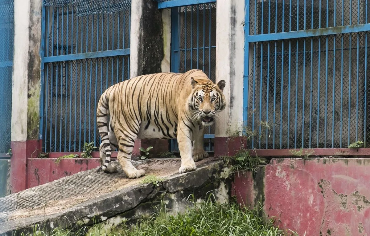 UN HOMME GRIÈVEMENT BLESSÉ PAR UN TIGRE DANS UN ZOO BRITANNIQUE