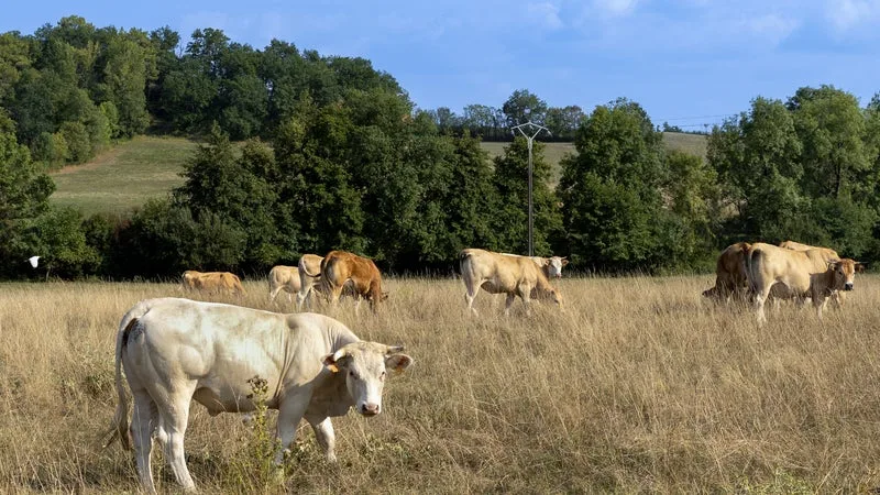 « LES ANNONCES DU PREMIER MINISTRE NOUS FONT PEUR »: DES ÉLEVEURS DE RUMINANTS REDOUTENT UN SURCOÛT DE 5 MILLIARDS D’EUROS À CAUSE DE LA SÉCHERESSE ET DEMANDENT DES AIDES IMMÉDIATES