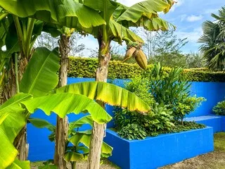 POUR UN JARDIN DÉPAYSANT, VOICI COMMENT SÉLECTIONNER DES ESPÈCES EXOTIQUES AUX FEUILLAGES EXUBÉRANTS