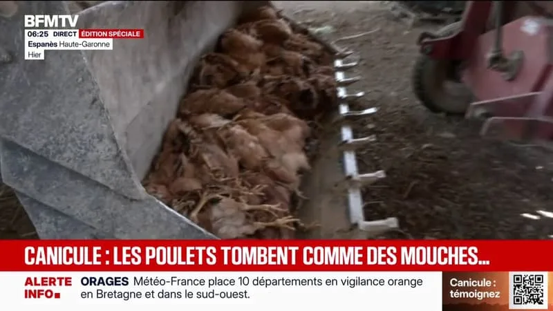 « UN MANQUE À GAGNER D’ENVIRON 1.200 EUROS »: DANS CETTE EXPLOITATION, LES VOLAILLES SONT VICTIMES DE LA CANICULE