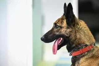 SÉLECTION, CLONAGE, OPTIMISATION… CETTE START-UP AMÉRICAINE VEUT CRÉER DES CHIENS MILITAIRES AUX QUALITÉS RENFORCÉES