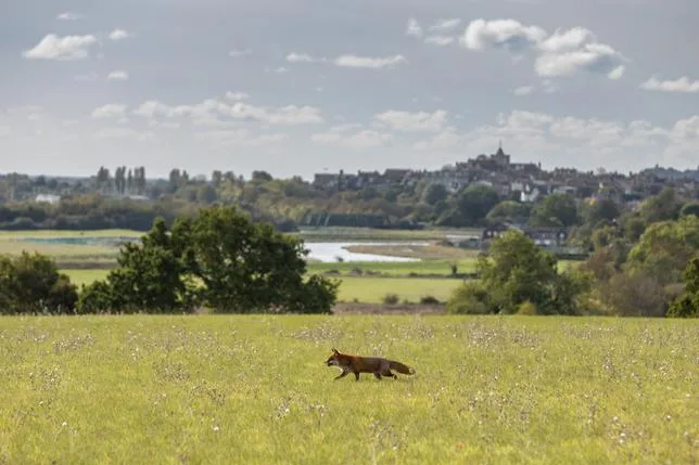 DANS LA CAMPAGNE ANGLAISE, AVEC LES SABOTEUSES DE PARTIES DE CHASSE