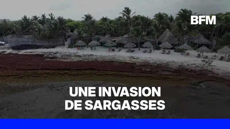MEXIQUE: LES PLAGES DES CARAÏBES SUBMERGÉES PAR UNE ARRIVÉE RECORD DE SARGASSES