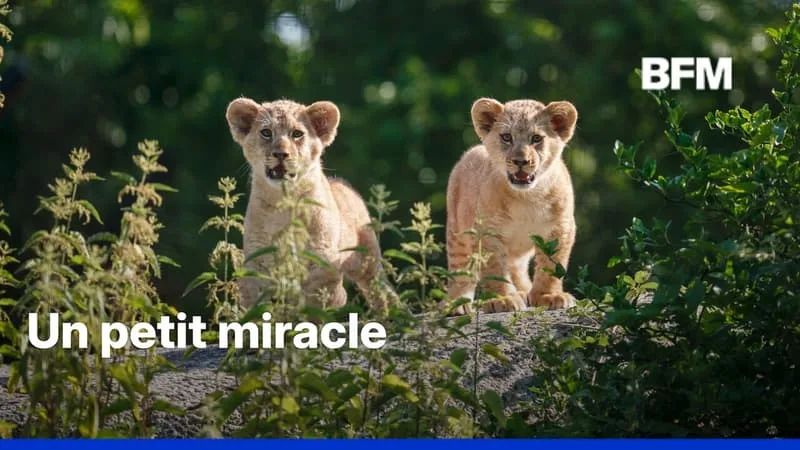LES PREMIERS PAS DE DEUX JEUNES LIONCEAUX DANS LE PARC ZOOLOGIQUE DE PARIS