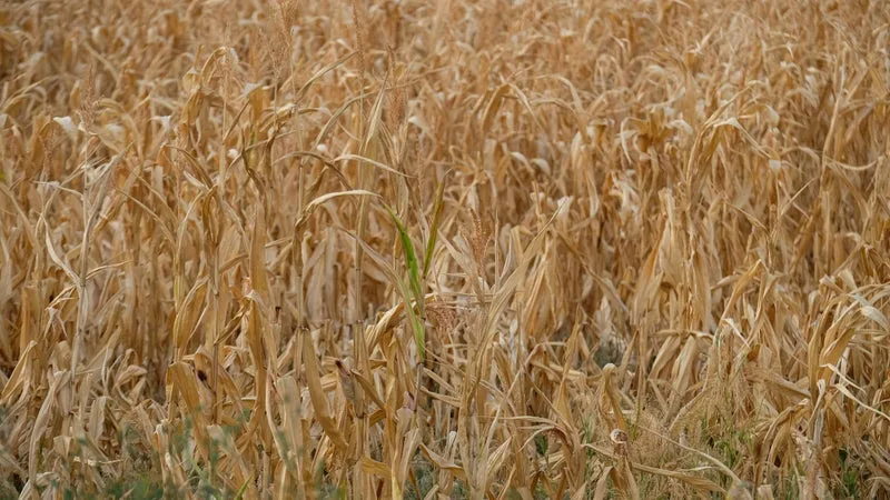 « SI L’ÉTAT NE BOUGE PAS, IL VA Y AVOIR DE LA CASSE »: AVEC LES CANICULES SUCCESSIVES, LES PRODUCTEURS DE MAÏS EN SOUFFRANCE