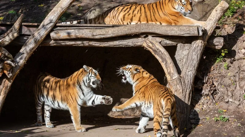 LA FAMILLE DE WILLIAM CHAPMAN, TUÉ PAR UN TIGRE EN ANGLETERRE, REND HOMMAGE À UN HOMME « BRILLANT, CHALEUREUX ET ATTACHANT