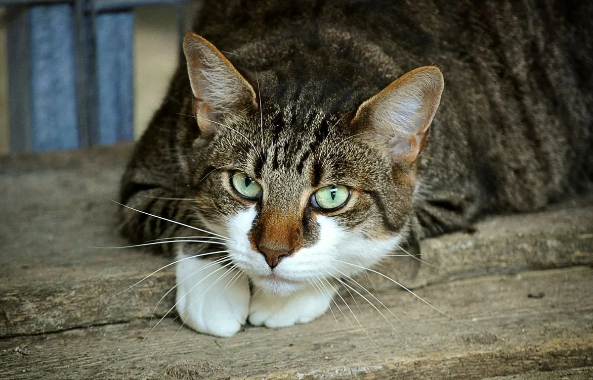 ITALIE : DES PYROMANES SUSPECTÉS D’AVOIR UTILISÉ DES CHATS COMME TORCHES VIVANTES POUR ALIMENTER DES INCENDIES