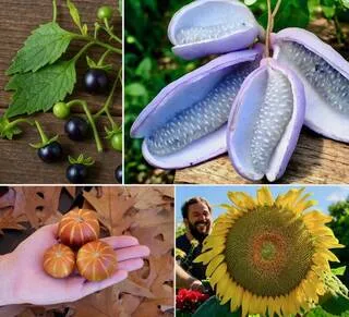 PETITE SÉLECTION POUR CABINET (POTAGER) DE CURIOSITÉS