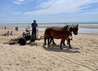 « PLUS ÉCONOMIQUE ET ÉCOLOGIQUE » : DANS CETTE STATION BALNÉAIRE, LES PLAGES ET LES RUES SONT NETTOYÉES PAR DES CHEVAUX