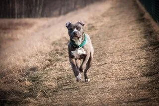IL AVAIT JETÉ LES DEUX CHIENS DE SA COMPAGNE DEPUIS UN PONT DE LA ROCADE, UN JEUNE HOMME CONDAMNÉ À TOULOUSE