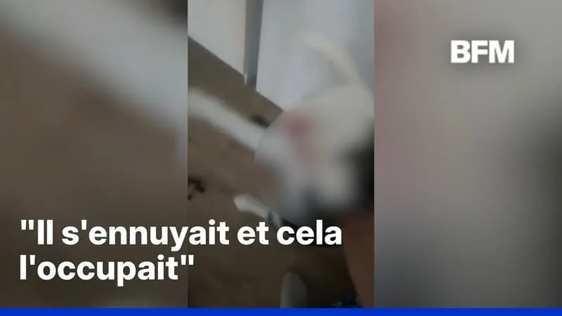 UN HOMME VIOLENTE SES CHATS, CAR IL « S’ENNUYAIT », ET POSTE LA VIDÉO SUR LES RÉSEAUX SOCIAUX