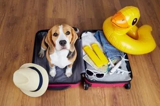 ITALIE. VOYAGER AVEC SON CHIEN EN CABINE DANS L’AVION, C’EST DÉSORMAIS POSSIBLE : VOICI SOUS QUELLES CONDITIONS
