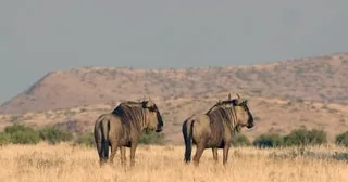 GRANDE MIGRATION, NAISSANCES, SAISON SÈCHE, PRIX… QUELLE EST LA MEILLEURE PÉRIODE POUR FAIRE UN SAFARI EN TANZANIE ?