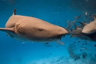 SE FILMER EN TRAIN DE NAGER À CÔTÉ D’UN REQUIN : MALGRÉ DES CAS DE MORSURES, CETTE INQUIÉTANTE TENDANCE EST EN HAUSSE