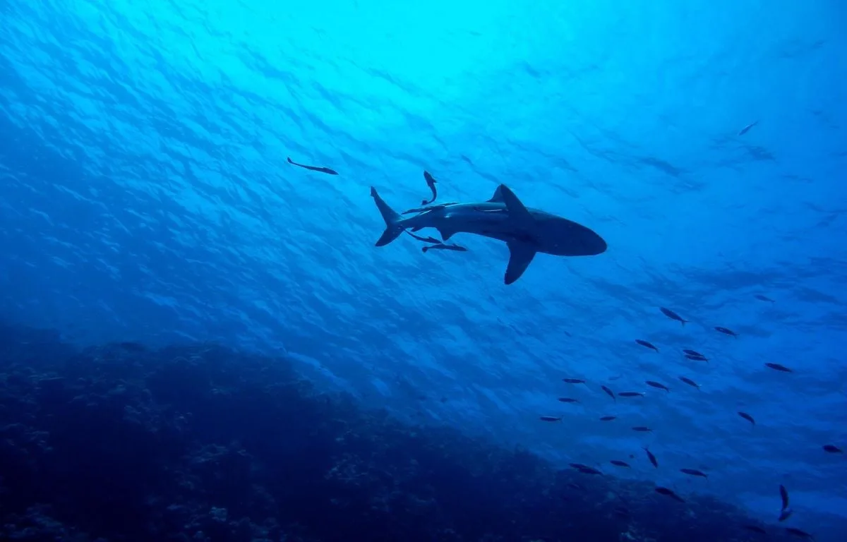 ÉTATS-UNIS : UN GRAND REQUIN BLANC SURPREND DES SURFEURS ET ASPERGE L’UN D’EUX SANS ATTAQUER