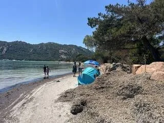 EN CORSE, L’UNE DES PLUS BELLES PLAGES DU MONDE COUVERTE DE POSIDONIES : « NE PAS OPPOSER ÉCOLOGIE ET TOURISME »