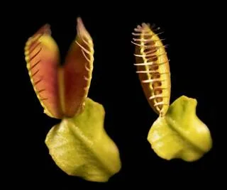 COMMENT LES PLANTES CARNIVORES FONT-ELLES POUR EFFECTUER UN MOUVEMENT ULTRARAPIDE SANS AUCUN MUSCLE ?