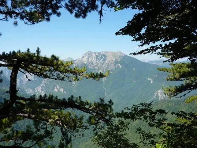 “CET OURS ME CONNAÎT” : LA FORÊT BOSNIENNE LIVRÉE À ELLE-MÊME DEPUIS VINGT MILLE ANS