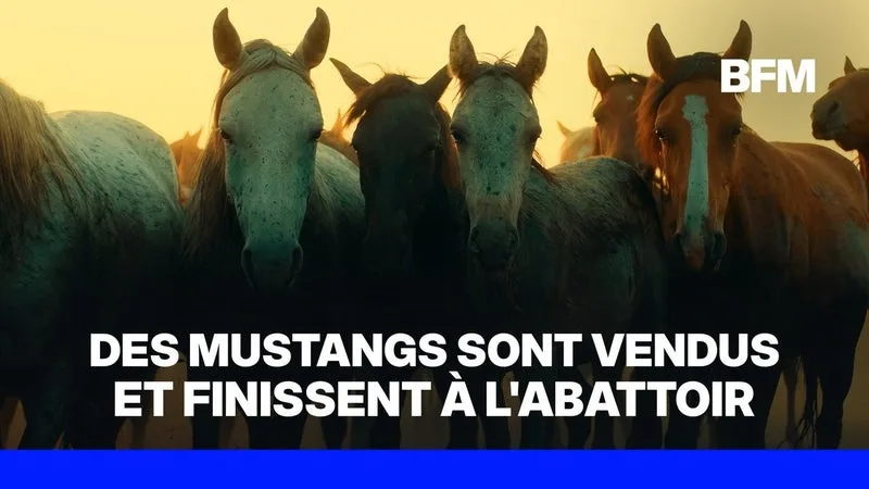 ÉTATS-UNIS: DES CHEVAUX SAUVAGES THÉORIQUEMENT PROTÉGÉS SONT CAPTURÉS POUR ÊTRE ABATTUS