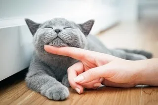 VOTRE CHAT VOUS AIME-T-IL VRAIMENT ? VOICI COMMENT LE SAVOIR, SELON LA SCIENCE