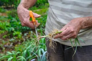 C’EST LE MOMENT DE REPIQUER LES POIREAUX D’HIVER AU JARDIN : VOICI COMMENT FAIRE