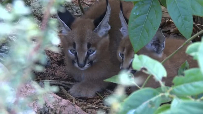 « ILS SONT PLUTÔT DÉGOURDIS »: DEUX BÉBÉS CARACALS DEVIENNENT LES VEDETTES DU PARC ANIMALIER DU MONT FARON, À TOULON