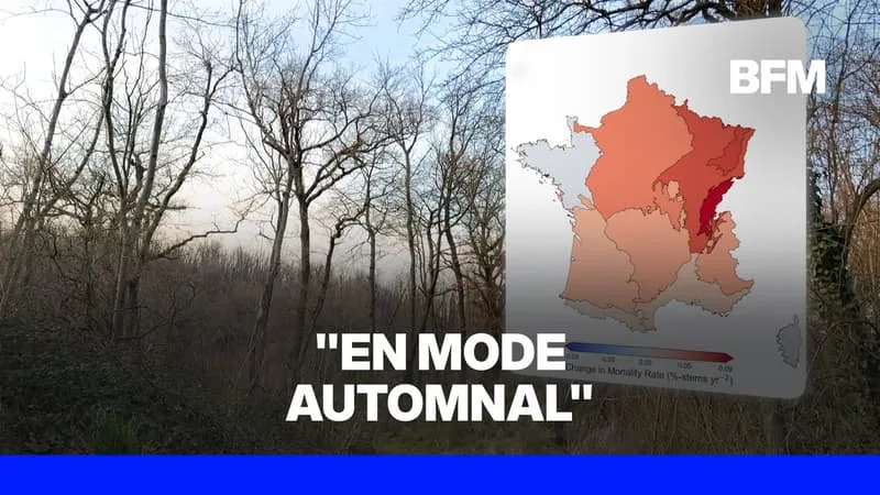 LA MORTALITÉ DES ARBRES A DOUBLÉ EN DIX ANS