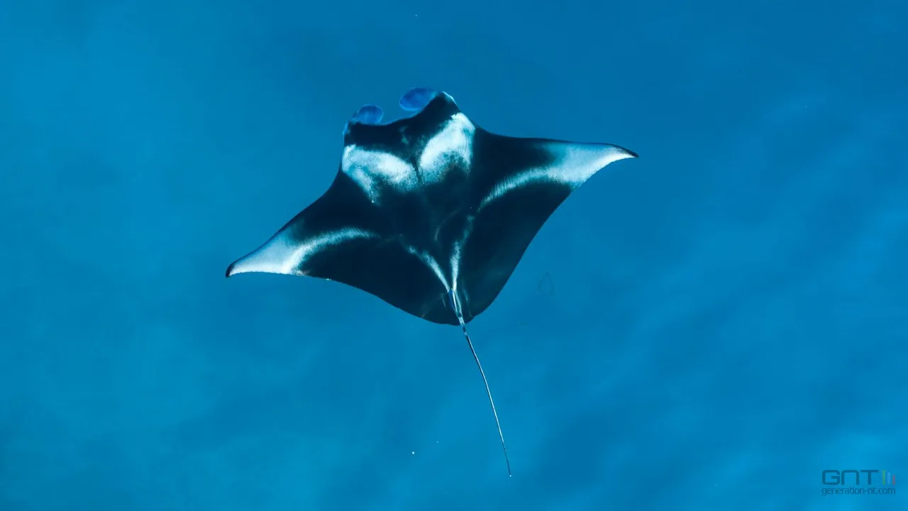 LE REFUGE SECRET DES RAIES MANTA POUR GRANDIR EN PAIX